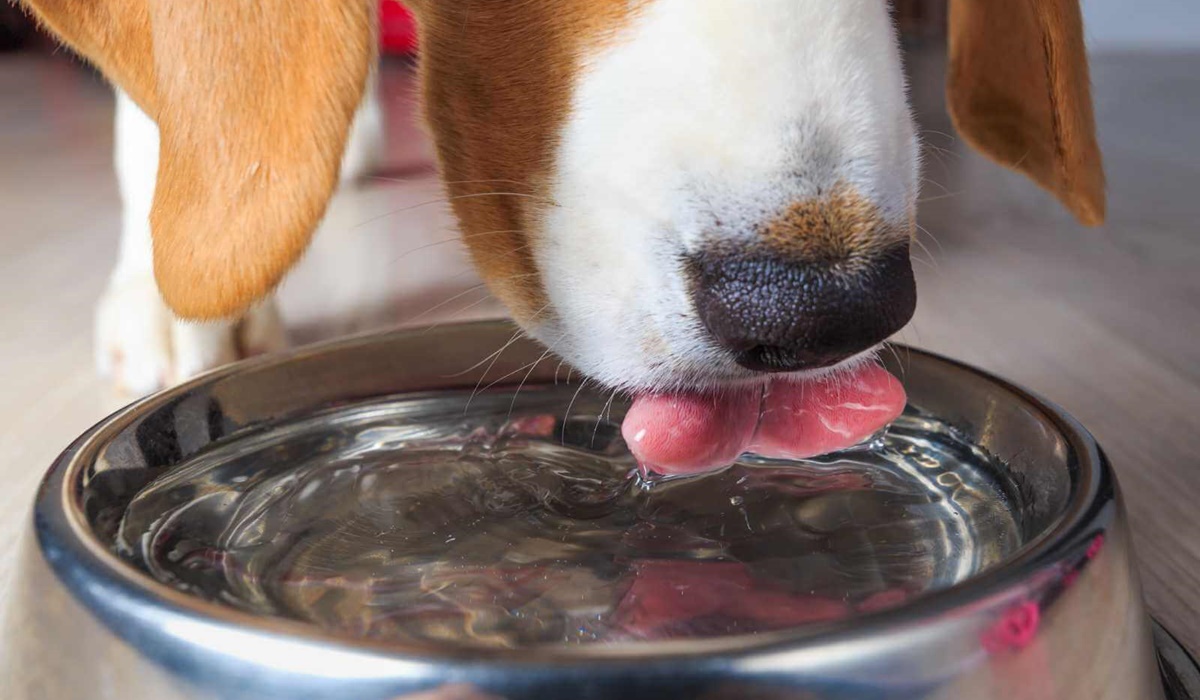 cane che beve l'acqua