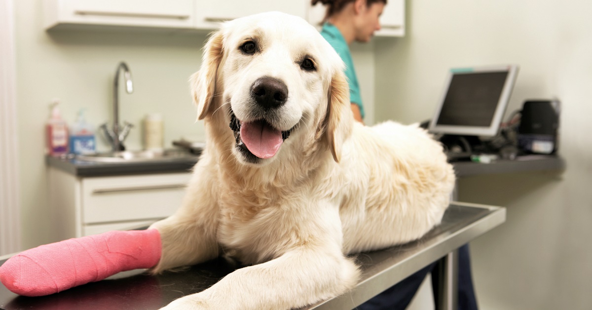 Stargate per cani: cos’è e come funziona questo farmaco