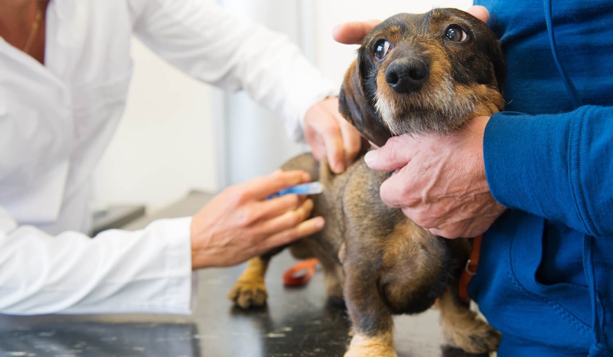 fare la puntura al cane