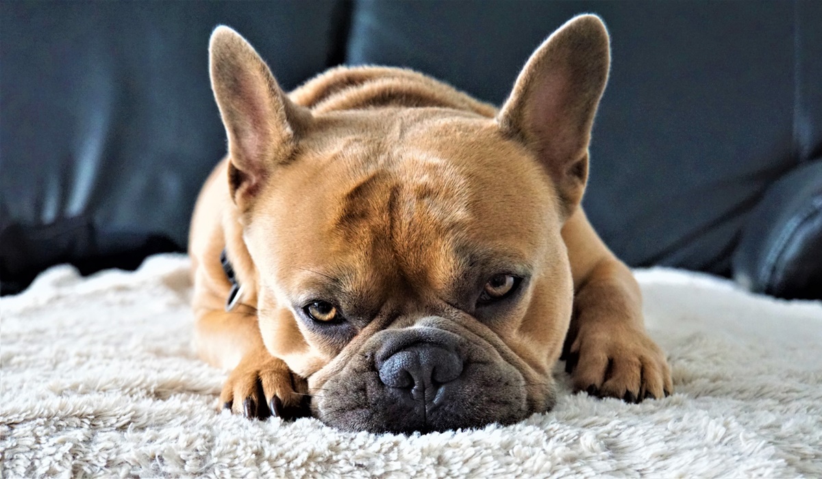 bulldog francese che dorme