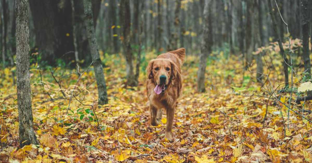 10 modi per stimolare mentalmente il cane: giochi e dritte