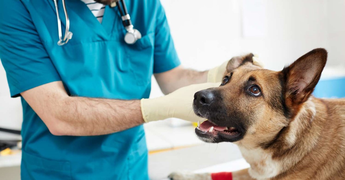 veterinario controlla le orecchie del cane