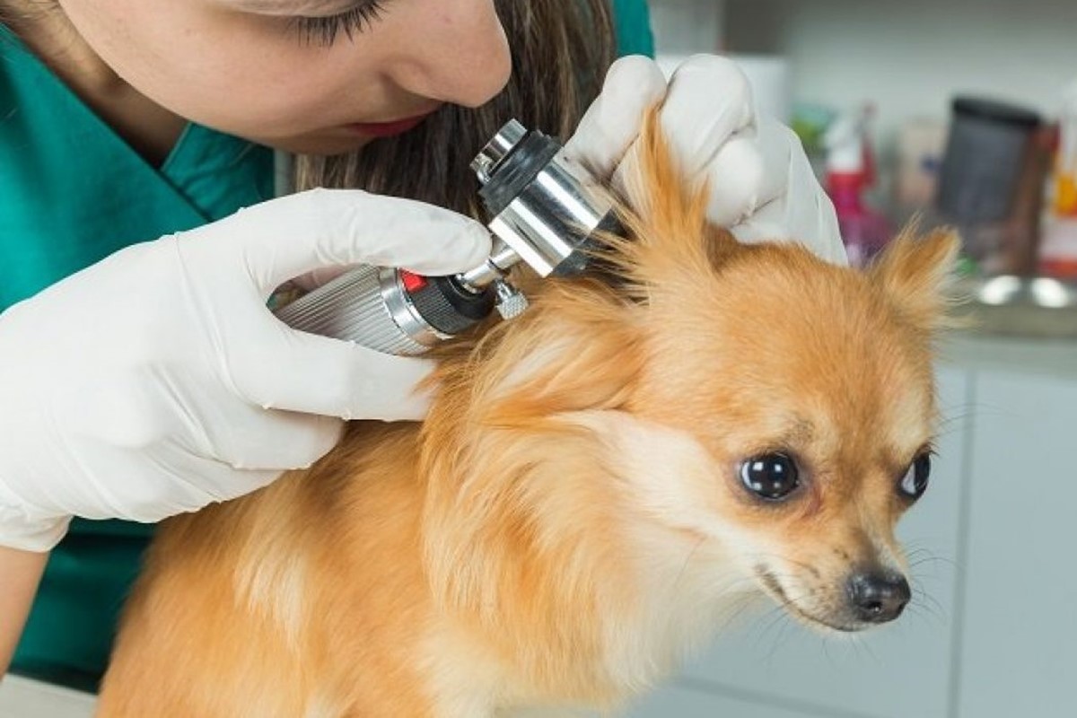 cagnolino con problemi alle orecchie