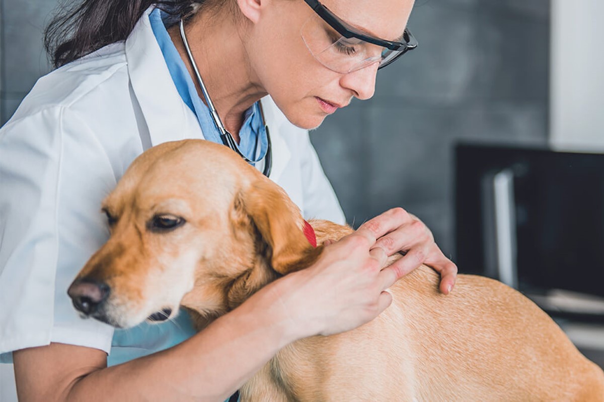 problemi della pelle del cane