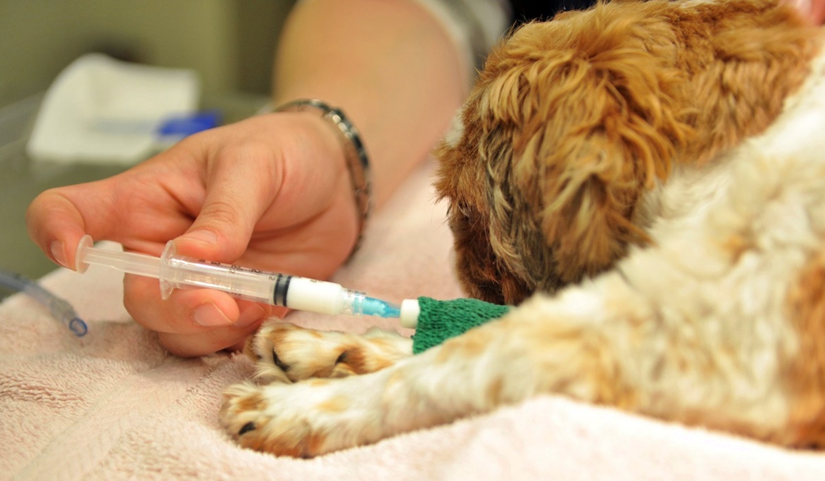 fare iniezione al cane