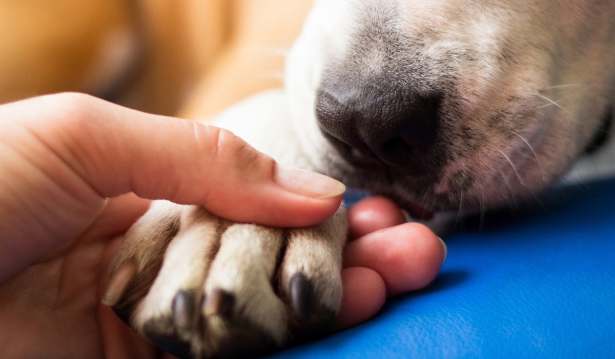 tenere la zampa al cane