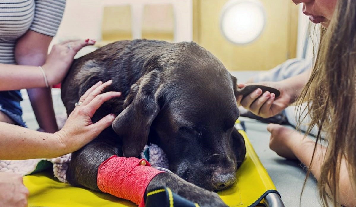 cane nero che sta male