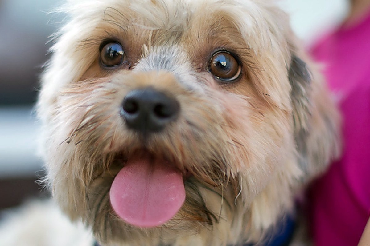 cagnolino con gli occhi marroni