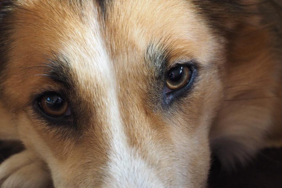 sguardo del cane