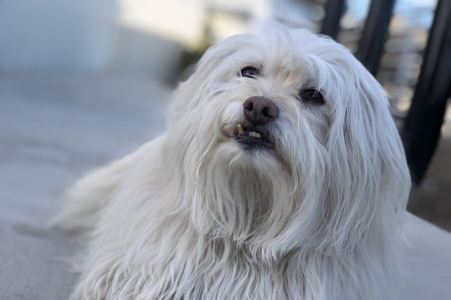 cane bianco a pelo lungo
