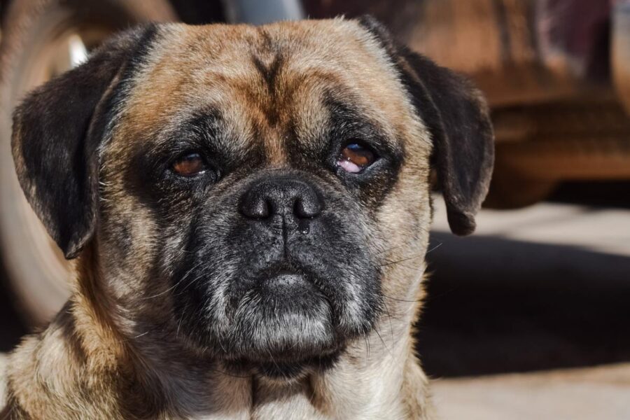 cane con problema all'occhio