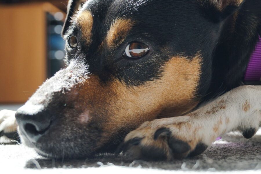 cagnolino con lo sguardo colpevole