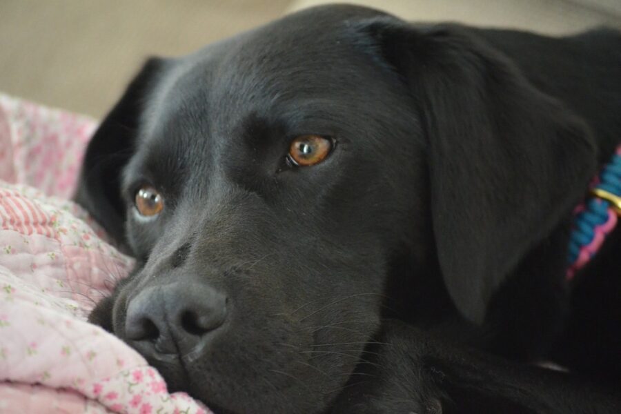 cane labrador nero