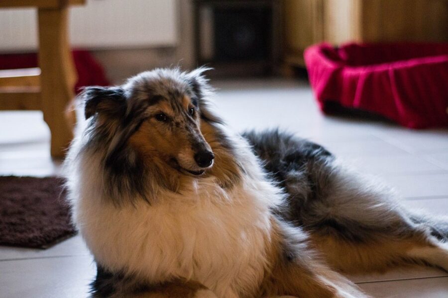 cane tipo collie disteso sul pavimento