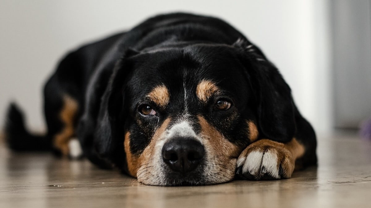 cane nero e marrone