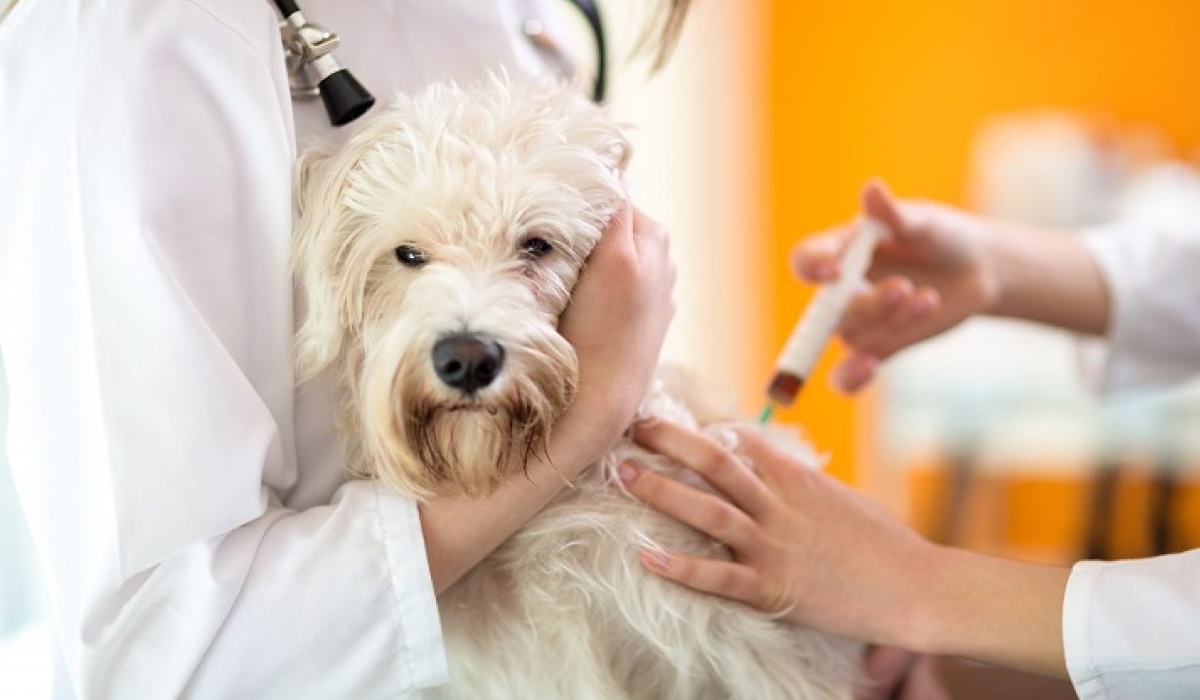 fare la puntura al cane