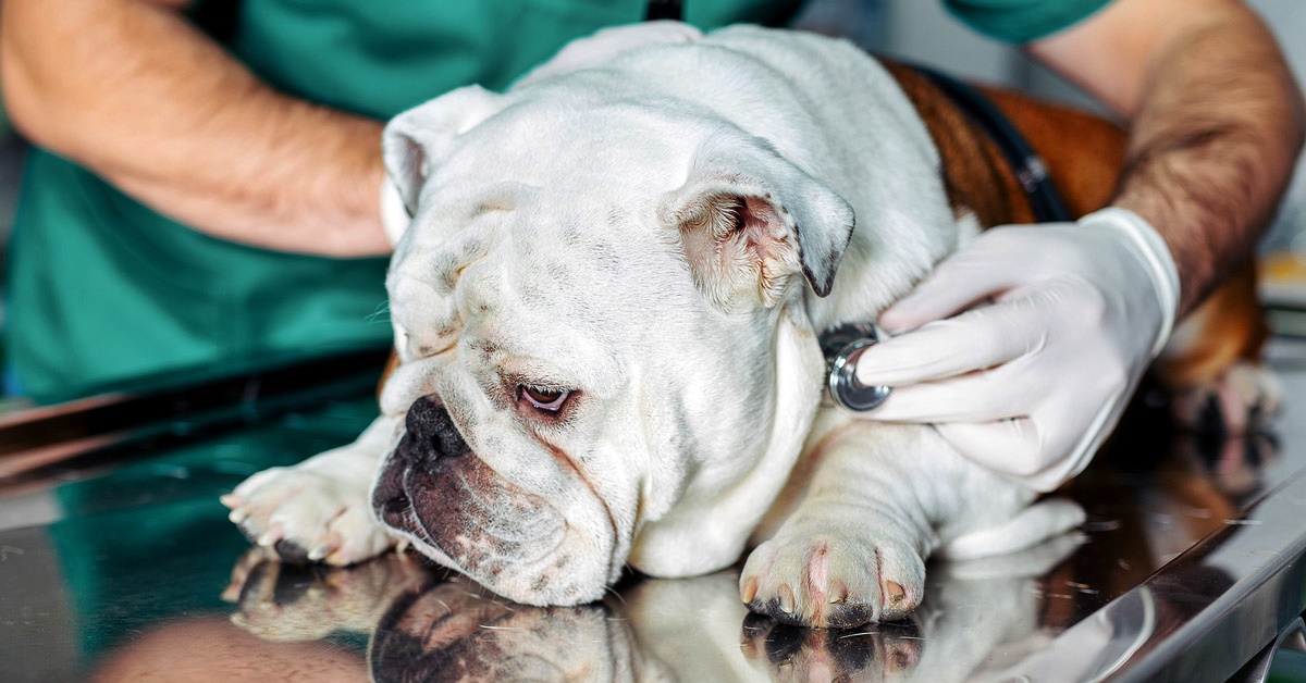 Trattamento del linfoma del cane: ecco come si agisce