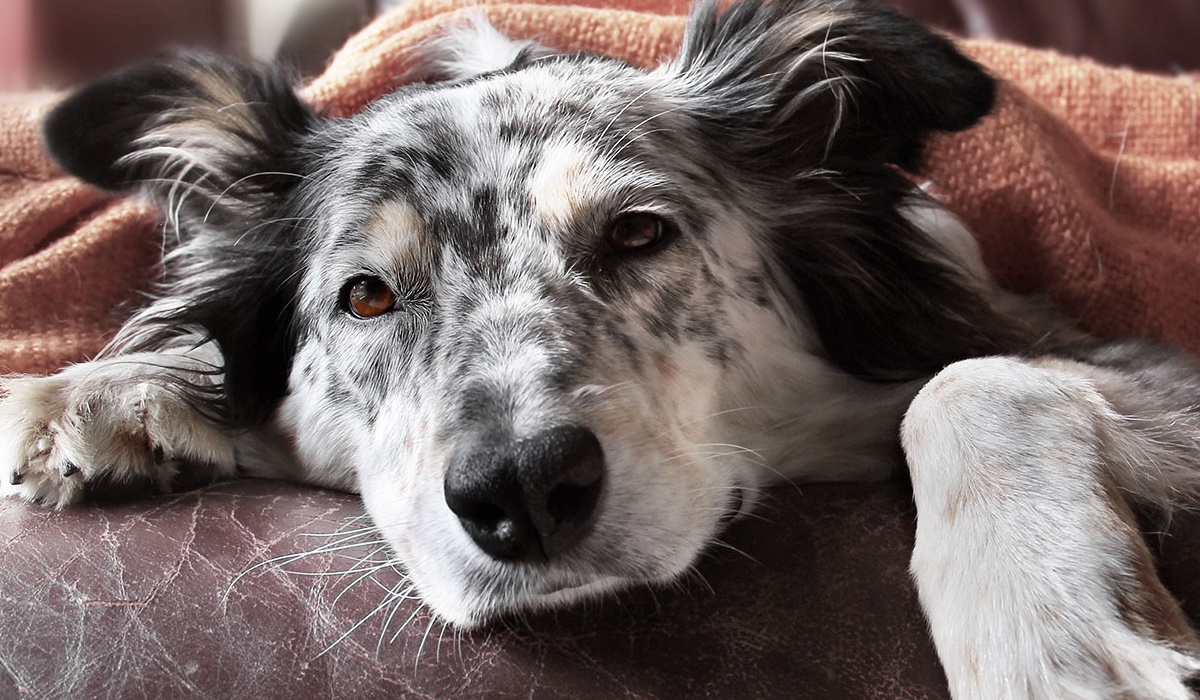 cane anziano che sente freddo