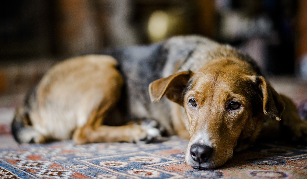 cane anziano molto debole