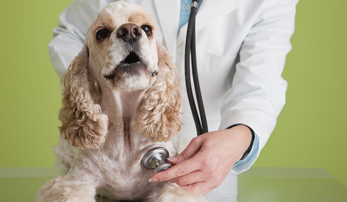 cane anziano dal veterinario