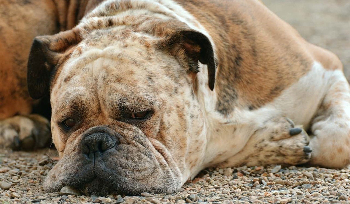 cane anziano e depresso