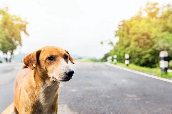 cane abbandonato in strada