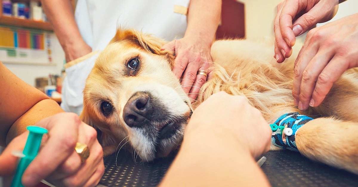 Trauma veicolare nel cane: cos’è, cause e trattamento