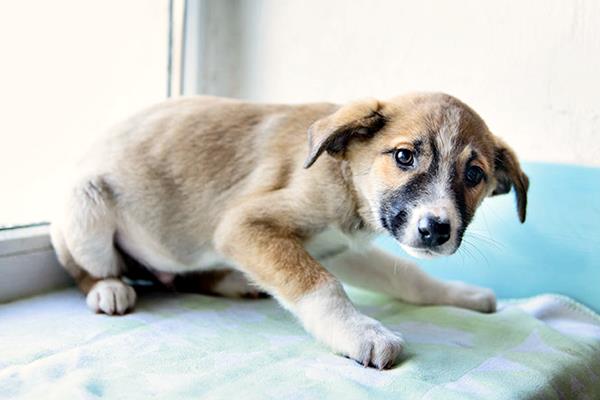 cucciolo di cane spaventato