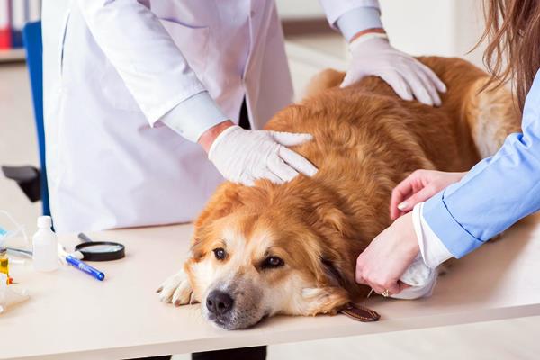 veterinario interviene sul cane