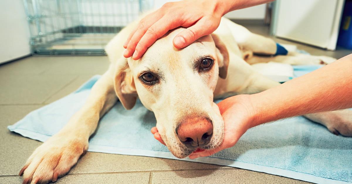 Tremori della testa del cane: cause, sintomi e cosa bisogna sapere