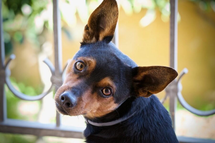 pinscher in balcone