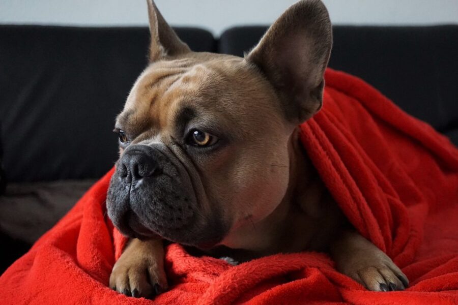 cane avvolto in una coperta rossa