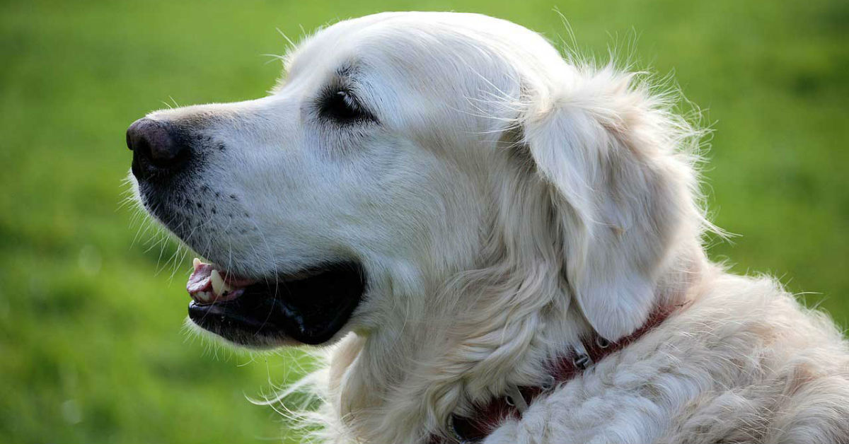 Trichinosi nel cane: cause, sintomi, diagnosi e cura