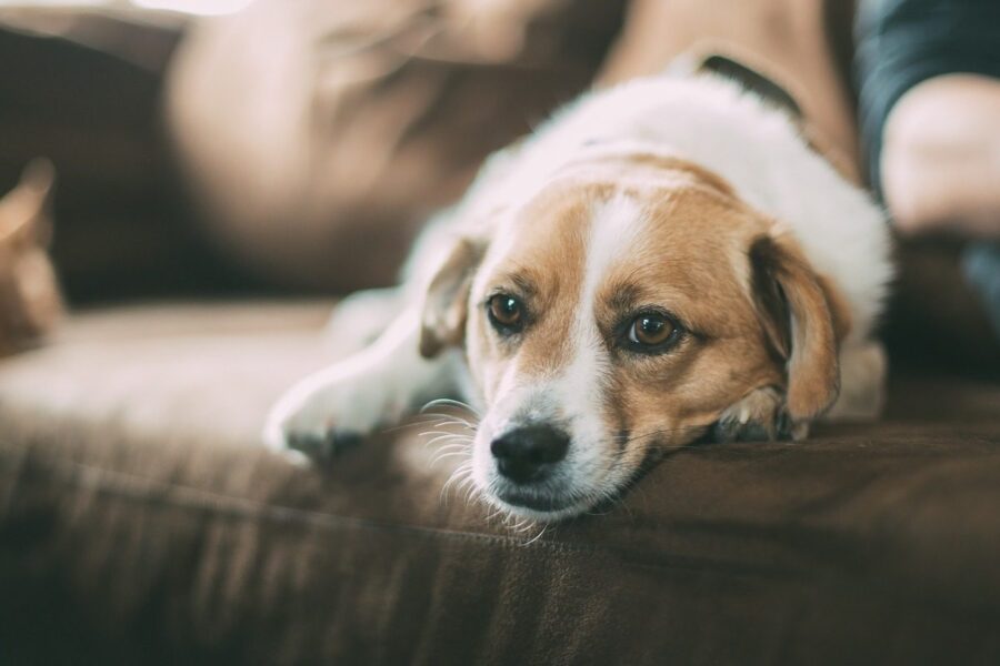 cane sul divano