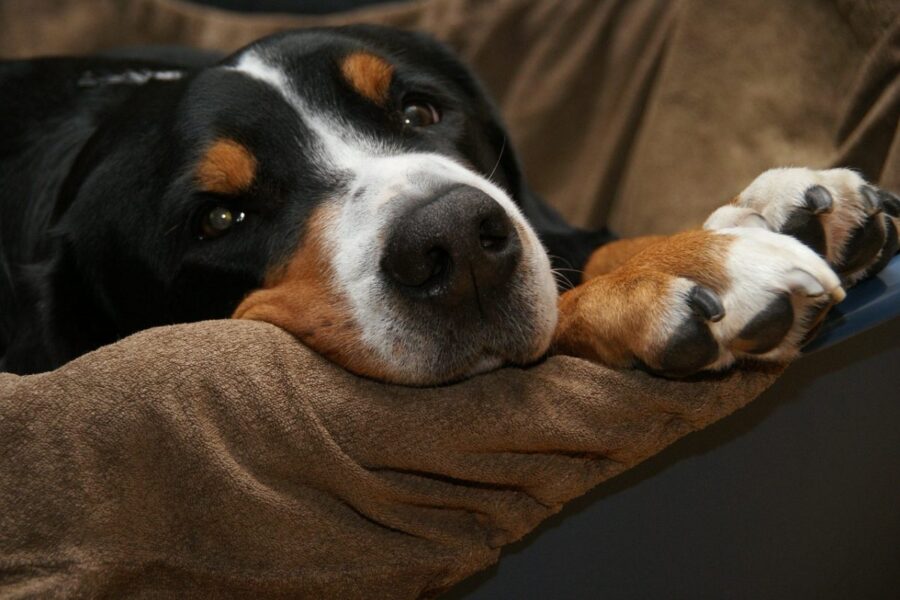 cane accoccolato tra le coperte