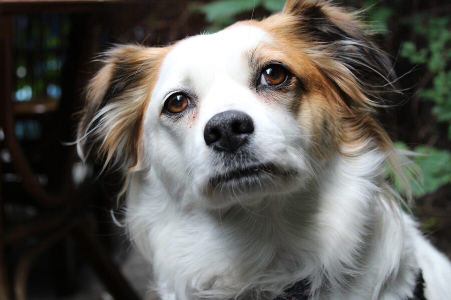 cane che guarda all'insù