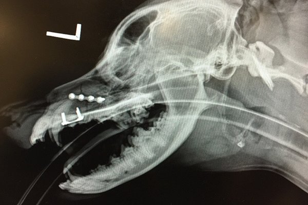 radiografia del cane