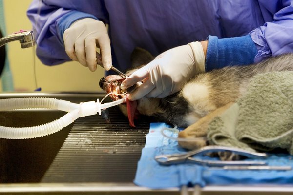 intervento chirurgico nel cane