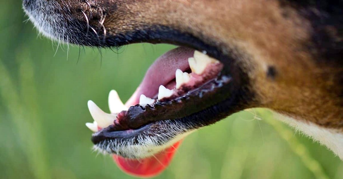 bocca del cane