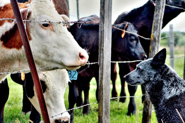 cane che guarda una mucca