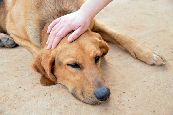 cane molto debole