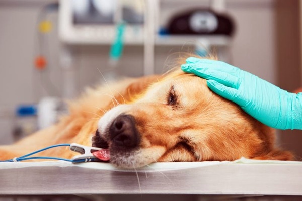 cane ricoverato in ambulatorio veterinario