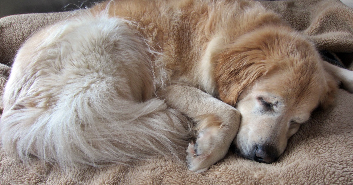 Tubercolosi nel cane: cause, sintomi, diagnosi e trattamento