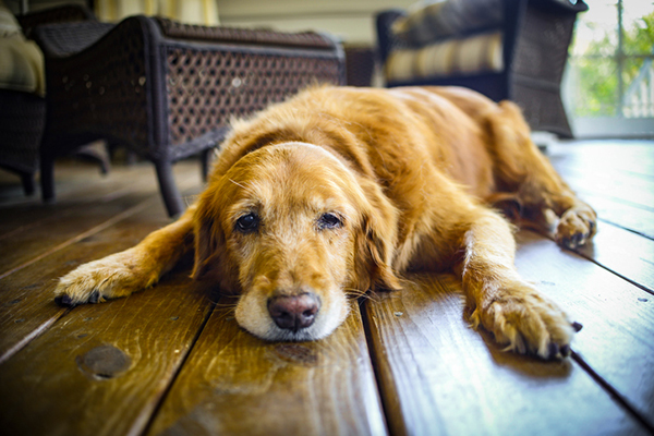 cane coricato