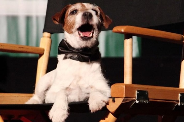 cane jack russel uggie