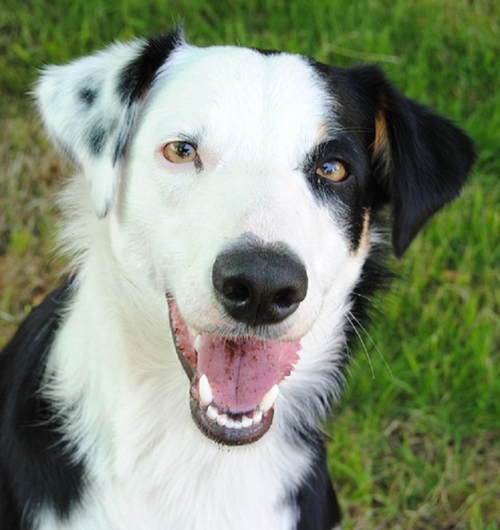 veneto-decisione-cane