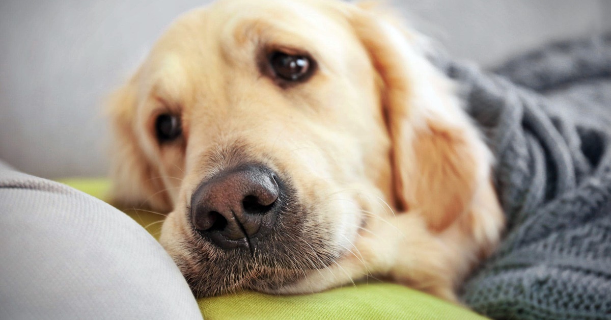 Versamento pleurico nel cane: tutto quello che bisogna sapere