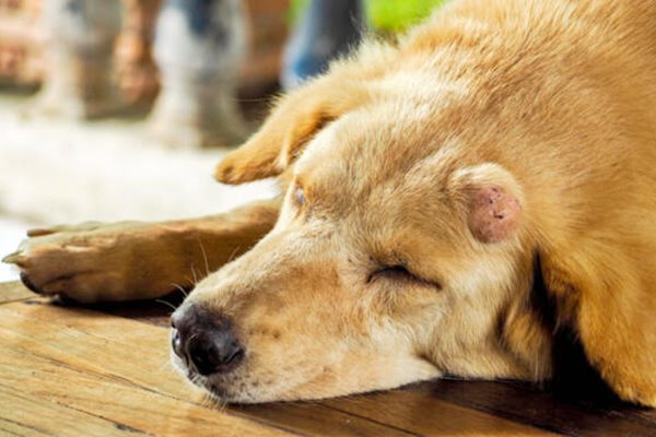 escrescenza anomala sulla pelle del cane