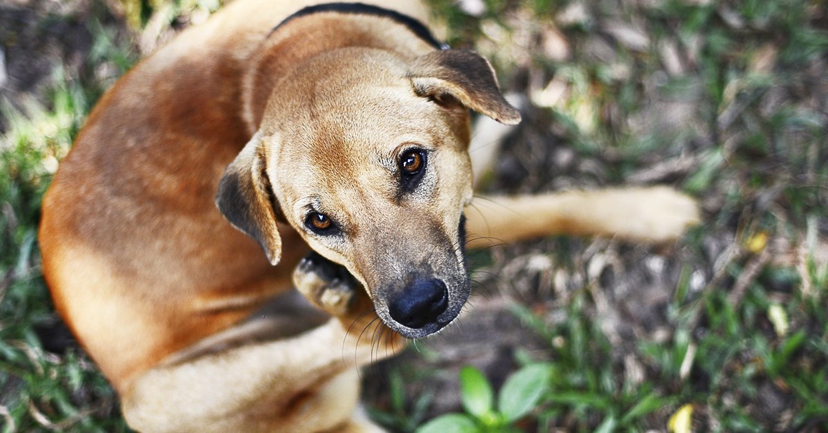 Zigomicosi del cane: cause, sintomi e trattamento