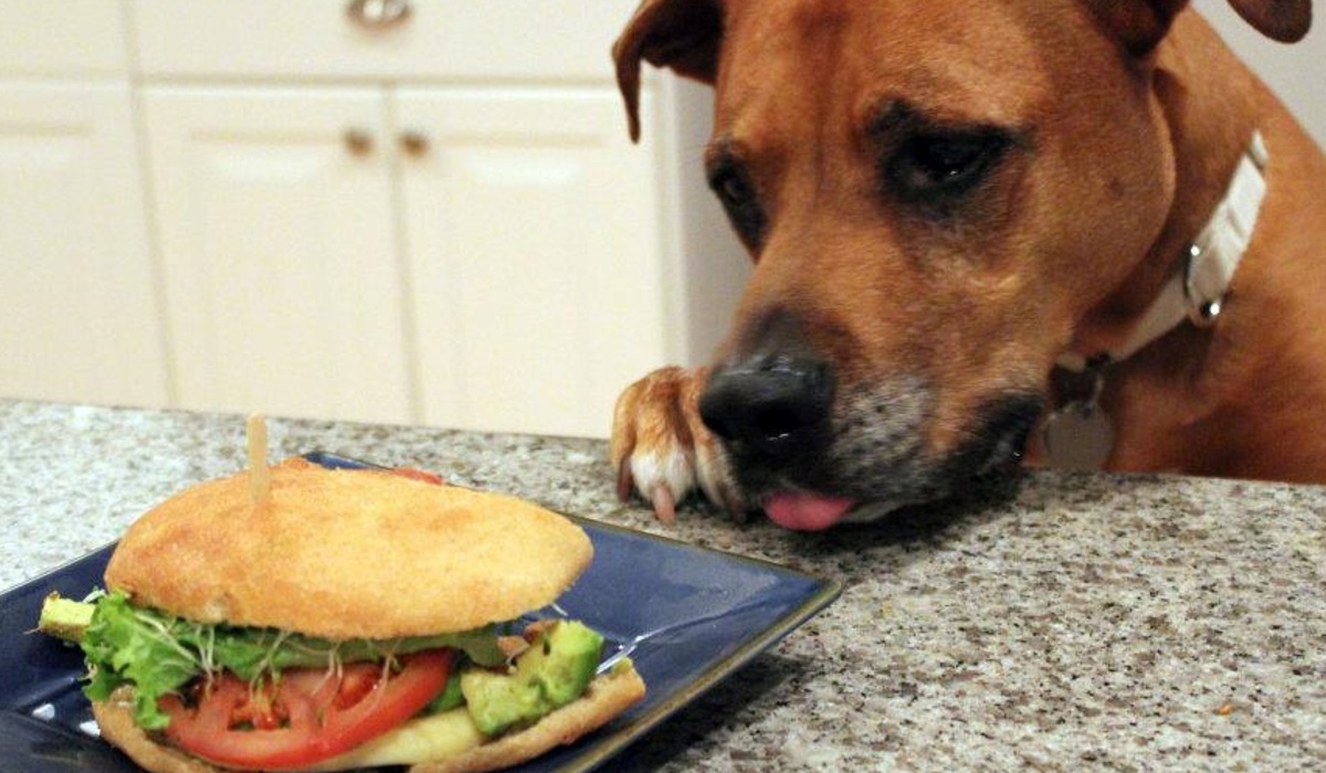 cane vuole rubare un hamburger
